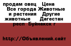  продам овец › Цена ­ 100 - Все города Животные и растения » Другие животные   . Дагестан респ.,Буйнакск г.